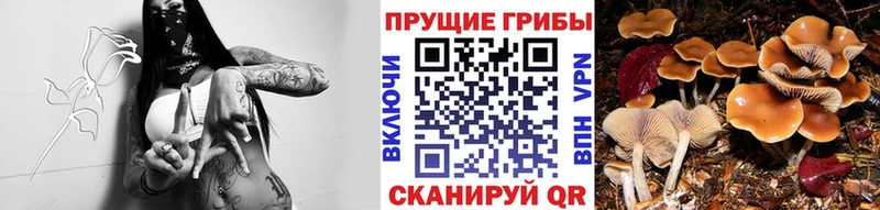 Галлюциногенные грибы Magic Shrooms  Билибино 